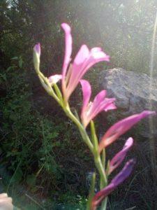 יער ראש העין