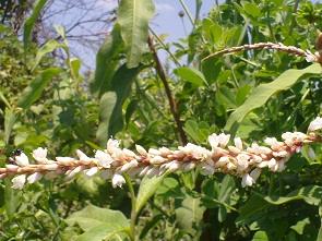 עין ג'ילבון