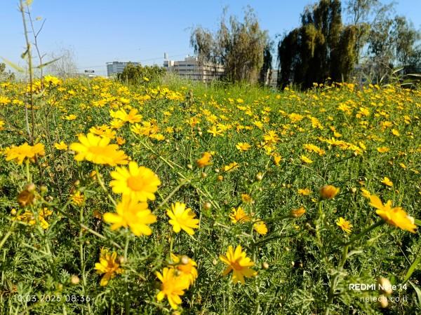 עזבת צ'רטה אבן העזר
