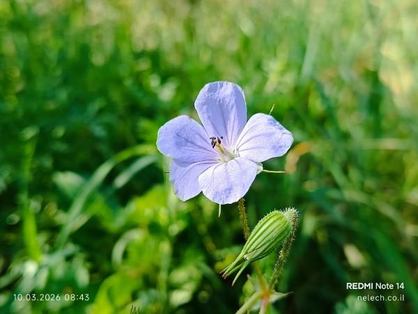 עזבת צ'רטה אבן העזר