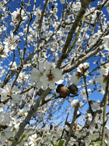 פריחת שקדיות בגבעת התיתורה
