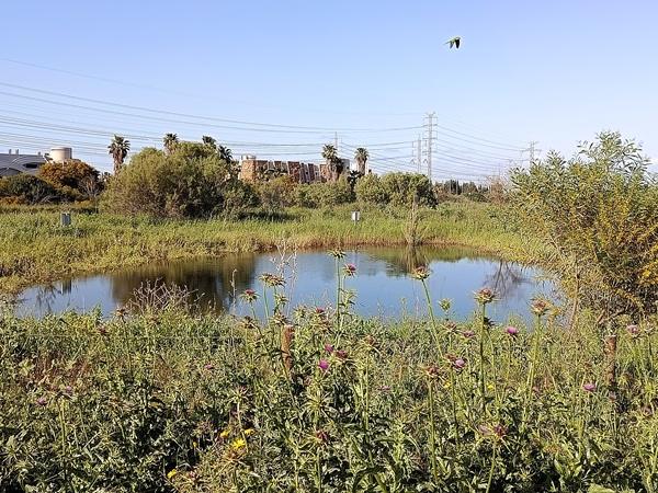 פארק החורף ויער השירים בפתח תקווה