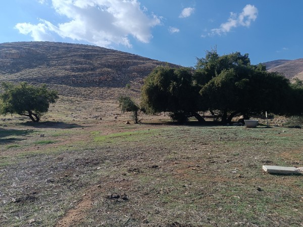 עיינות פצאל