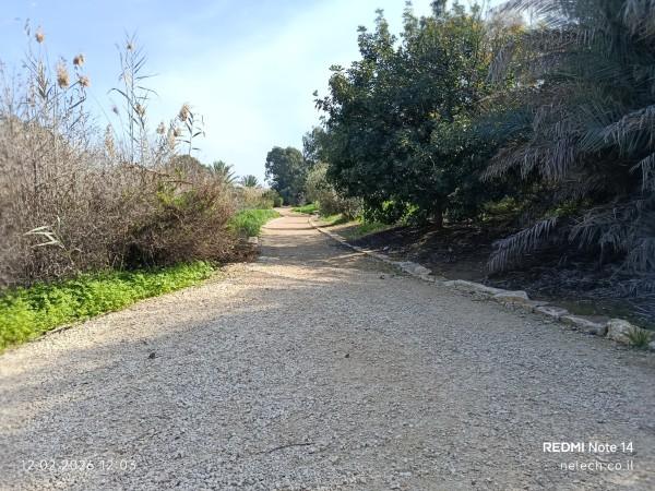 שביל מונגש בחורשת גדעון