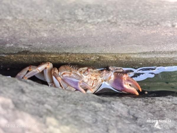 סרטן בחורשת גדעון