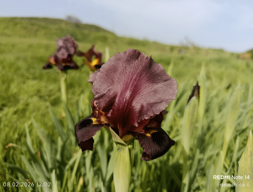 פריחת אירוסים ארסוף