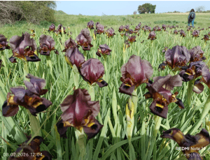 פריחת אירוסים ארסוף