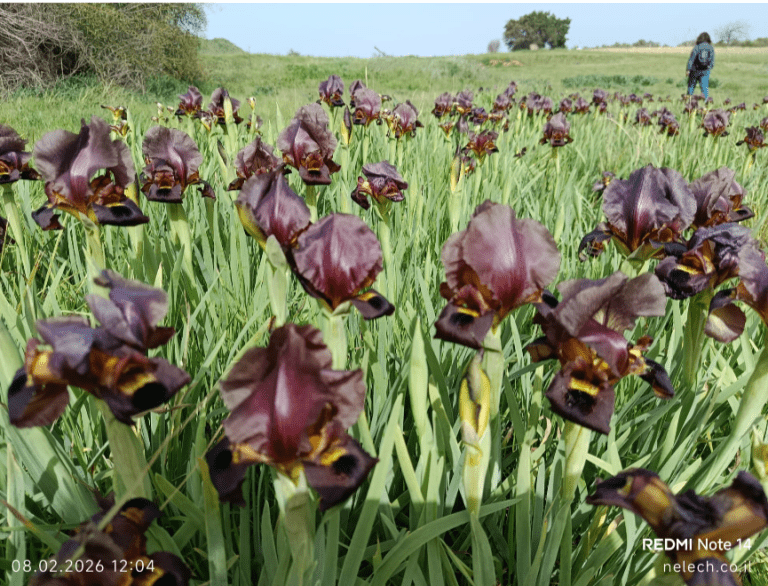 פריחת אירוסים ארסוף