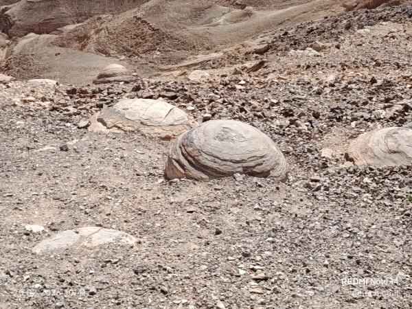 משחרות לפארק תמנע