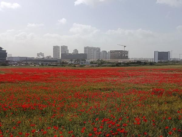 פריחת פרגים רחובות