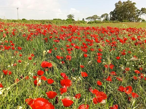 פריחת פרגים רחובות