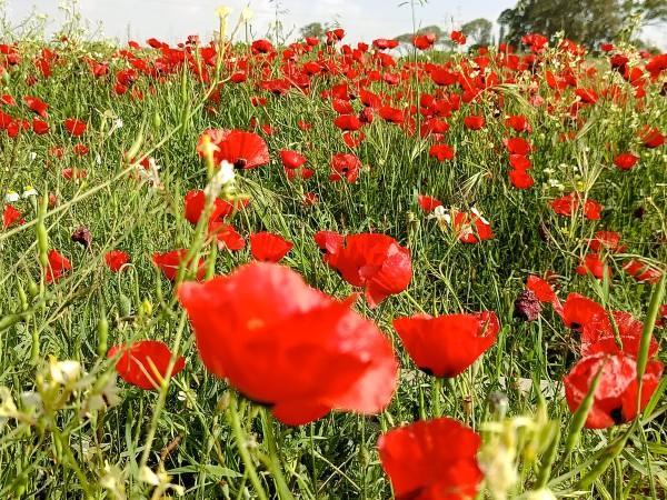 פריחת פרגים רחובות