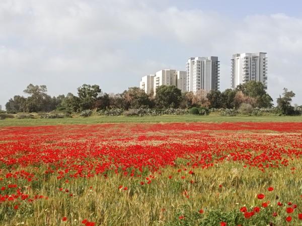 פריחת פרגים רחובות
