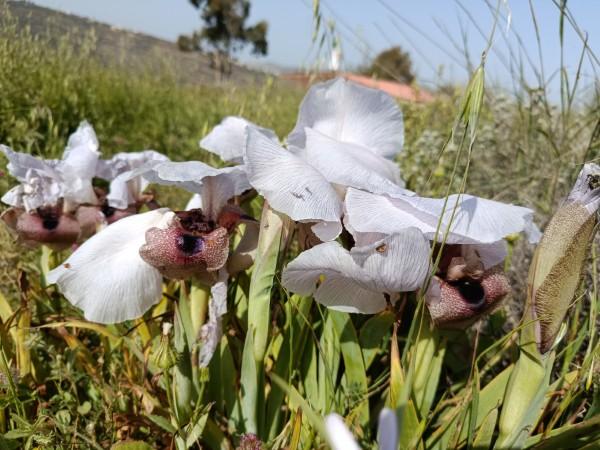 פריחת אירוס הארגמן באיתמר