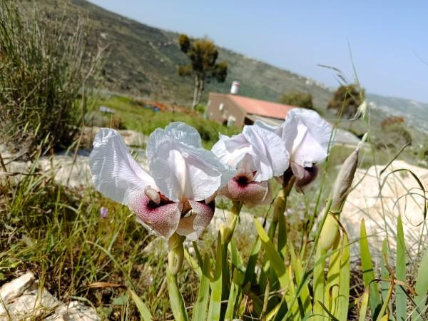 פריחת אירוס הארגמן באיתמר