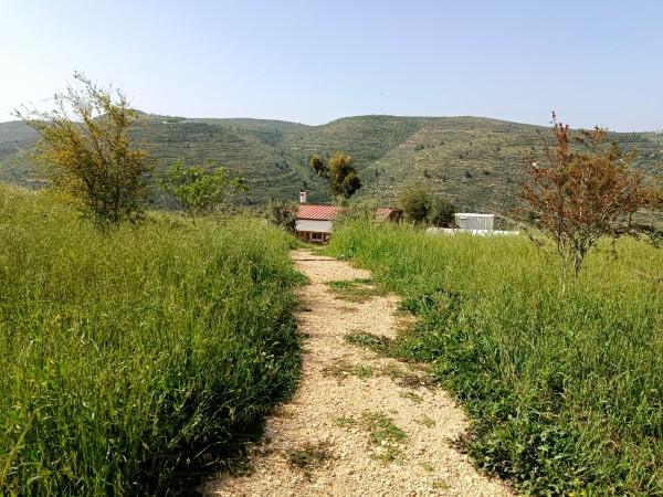 פריחת אירוס הארגמן באיתמר
