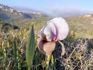 אירוס השמרון פילבוקס