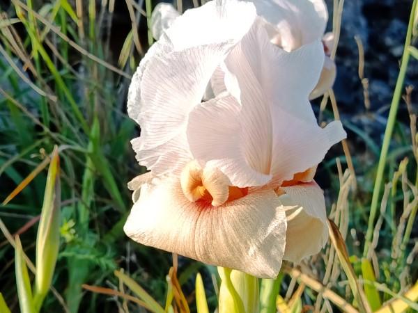 אירוס השמרון פילבוקס