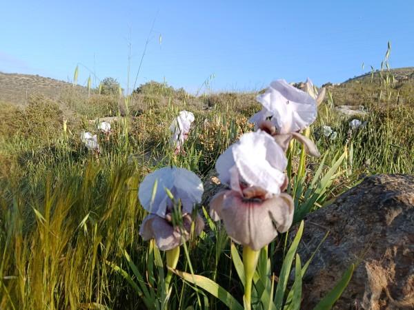 אירוס השמרון פילבוקס