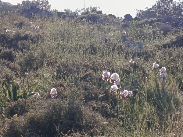 אירוס השמרון פילבוקס