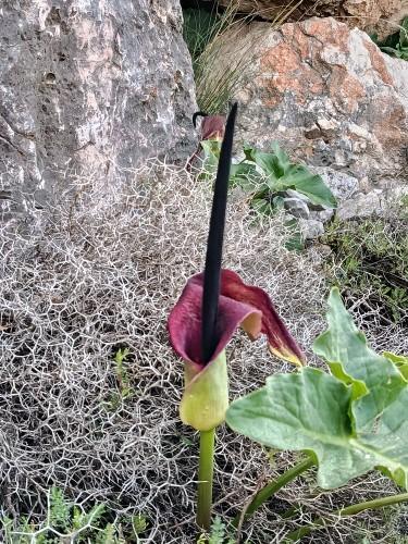 אירוס השמרון פילבוקס