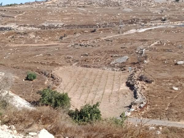 עין תות בית אל כרם עמיחי