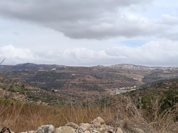 נחל הזיתים
